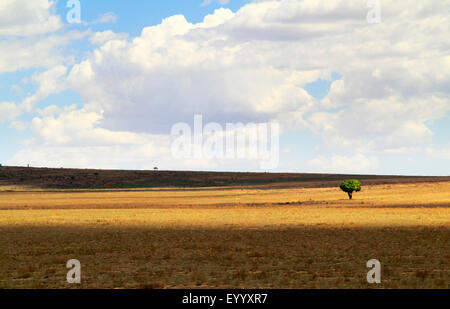 dry grassy landscape with a single tree, Madagascar, Ranohira