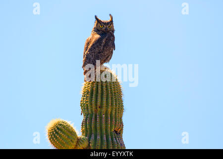 great horned owl (Bubo virginianus), ontip of  a saguaro cactus, USA, Arizona, Phoenix Stock Photo