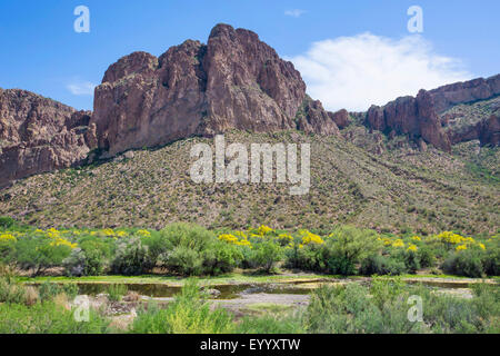 Blue Palo Verde (Parkinsonia florida), Salt River with flowering  Parkinsonia florida on shore, USA, Arizona, Salt River Stock Photo