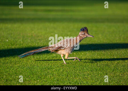Lesser road-runner (Geococcyx velox), lurking for prey, USA, Arizona Stock Photo