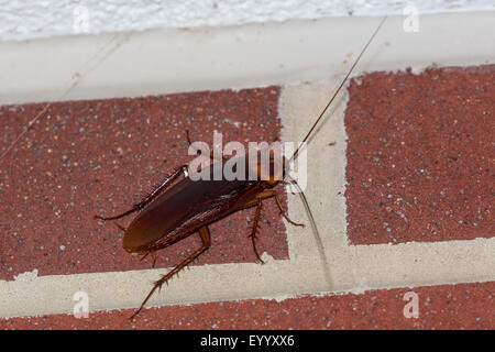 American cockroach (Periplaneta americana), at a cladding, USA, Florida, Kissimmee Stock Photo