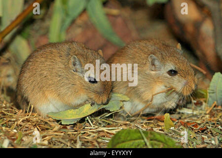 Mongolian gerbil, clawed jird (Meriones unguiculatus), two gerbils sit next to each other feeding Stock Photo