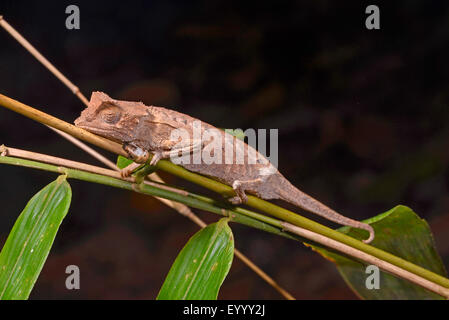 Plated leaf chameleon (Brookesia stumpfii), on a twig, Madagascar, Nosy Be, Lokobe Reserva Stock Photo