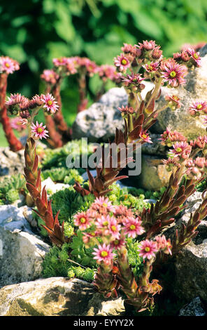 Mountain house-leek, Mountain houseleek (Sempervivum montanum), blooming, Germany Stock Photo