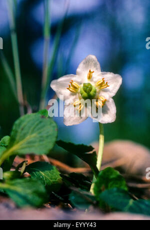 One-flowered pyrola, Woodnymph, One-flowered wintergreen, Single delight, wax-flower (Moneses uniflora), flower, Germany Stock Photo