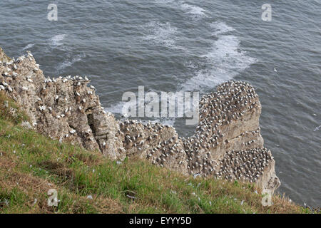 Northern Gannets nesting on a sea stack at Bempton RSPB Reserve Stock Photo