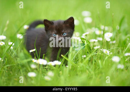 domestic cat, house cat (Felis silvestris f. catus), six weeks old black kitten standing in a blooming meadow, Germany Stock Photo