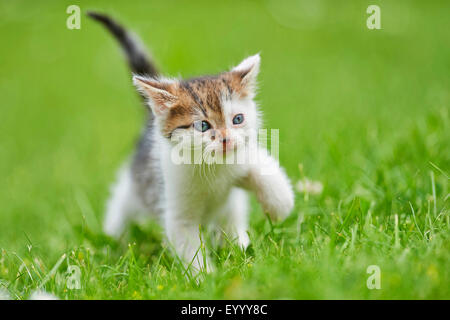 domestic cat, house cat (Felis silvestris f. catus), six weeks old kitten in a meadow, Germany