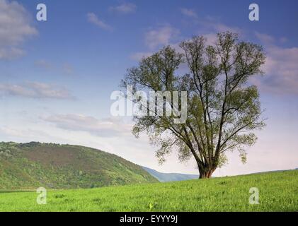 willow, osier (Salix spec.), old willow on a hill in a meadow, Germany, Rhineland-Palatinate Stock Photo