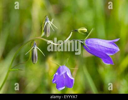 lady's-thimble, scotch bluebell, harebell (Campanula rotundifolia), flowers, Austria, Tyrol, Lechtaler Alpen Stock Photo