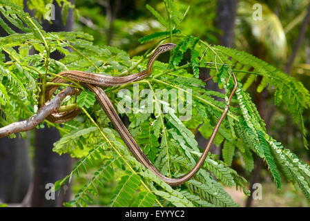 Madagascar's grass snake (Mimophis mahfalensis), climbs in a shrub, Madagascar, Nosy Be, Lokobe Reserva Stock Photo