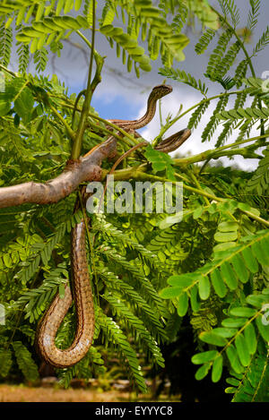 Madagascar's grass snake (Mimophis mahfalensis), climbs in a shrub, Madagascar, Nosy Be, Lokobe Reserva Stock Photo