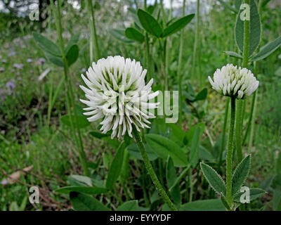 mountain clover (Trifolium montanum), blooming, Germany Stock Photo