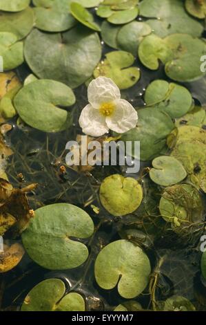 European frog-bit, European frogbit (Hydrocharis morsus-ranae), blooming, Germany Stock Photo