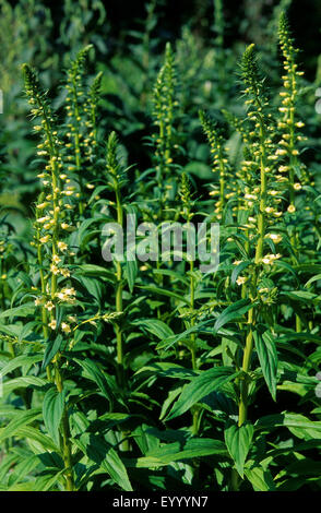 Small Yellow Foxglove, Straw Foxglove (Digitalis lutea), inflorescence, Germany Stock Photo