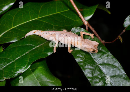 Plated leaf chameleon (Brookesia stumpfii), sleeps on a leaf, Madagascar, Nosy Be, Lokobe Reserva Stock Photo