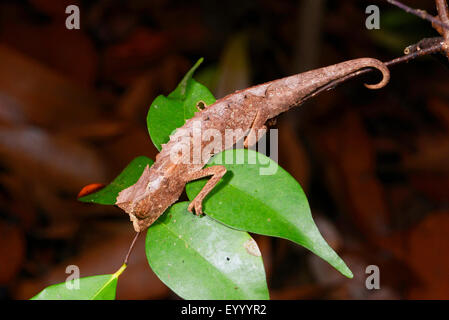 Plated leaf chameleon (Brookesia stumpfii), sleeps on a leaf, Madagascar, Nosy Be, Lokobe Reserva Stock Photo
