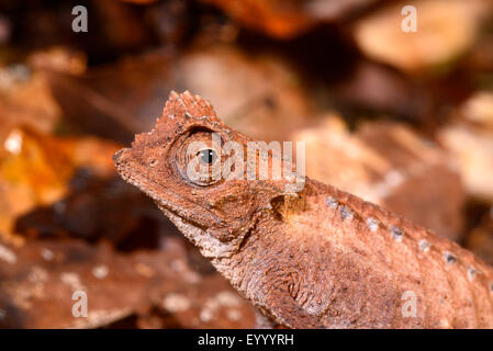 Plated leaf chameleon (Brookesia stumpfii), portrait, Madagascar, Nosy Be, Lokobe Reserva Stock Photo