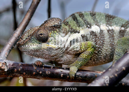 Giant Madagascar Chameleon, Oustalet's Chameleon, Oustalet's giant chameleon (Furcifer oustaleti, Chamaeleo oustaleti), portrait, Madagascar, Montagne des Franþais Stock Photo