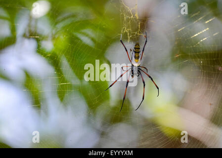 silk spiders, Madagascar Golden Orb Weaver (Nephilidae, Nephila cf. inaurata madagascariensis), in its web with prey, Madagascar, Nosy Be, Naturreservat Lokobe Stock Photo