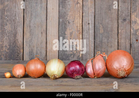Garden onion, Bulb Onion, Common Onion (Allium cepa), different kinds of onions in a row Stock Photo