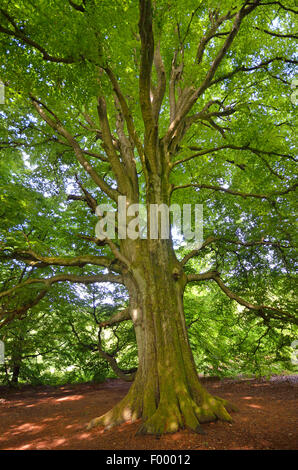 common beech (Fagus sylvatica), in ancient forest of Sababurg , Germany, Hesse, Reinhardswald Stock Photo