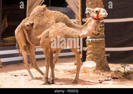 one-humped dromedary (Camelus dromedarius) with young. Wadi Rum Jordan Middle east Stock Photo