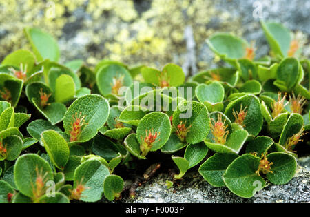 dwarf willow (Salix herbacea), blooming, Germany Stock Photo