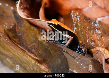 Betsileo Golden Frog, Bronze Mantella, Brown Mantella (Mantella betsileo), on fallen leaves on the ground, Madagascar, Nosy Be, Lokobe Reserva Stock Photo