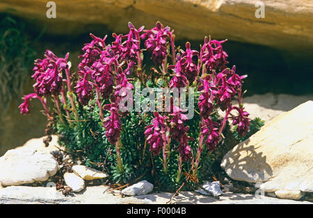 Engleria Saxifrage (Saxifraga sempervivum), blooming Stock Photo