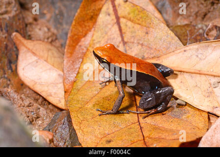Betsileo Golden Frog, Bronze Mantella, Brown Mantella (Mantella betsileo), sits on a leaf, Madagascar, Nosy Be, Lokobe Reserva Stock Photo