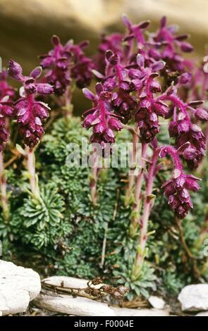 Engleria Saxifrage (Saxifraga sempervivum), blooming Stock Photo