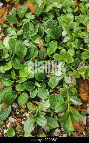 net-leaved willow, netted willow, net-veined willow (Salix reticulata), blooming, Germany Stock Photo