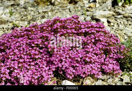 Soapwort pink / rock soapwort / tumbling Ted (Saponaria ocymoides) in ...