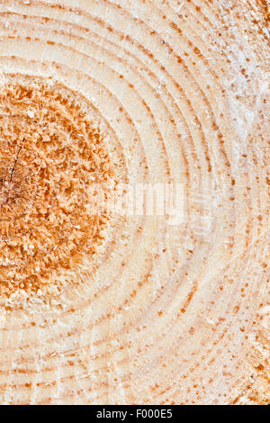 Annual Rings On Sawn Pine Tree Timber Wood Texture Background Stock Photo