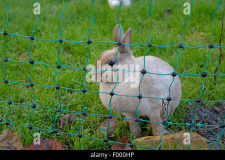 Netherland Dwarf (Oryctolagus cuniculus f. domestica), Netherland Dwarf behind an outdoor enclosure net , Germany Stock Photo