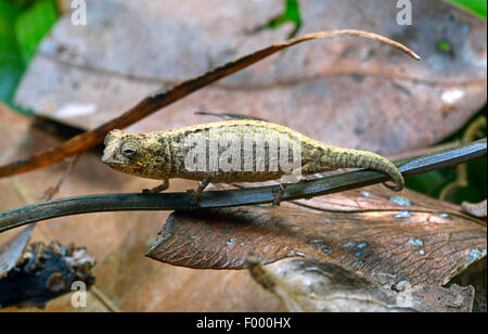 Minute leaf chameleon, Dwarf chameleon (Brookesia minima), on a twig, Madagascar, Nosy Be, Lokobe Reserva Stock Photo