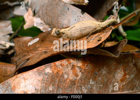 Minute leaf chameleon, Dwarf chameleon (Brookesia minima), on a withered leaf, Madagascar, Nosy Be, Lokobe Reserva Stock Photo