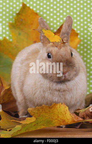 Netherland Dwarf (Oryctolagus cuniculus f. domestica), dwarf rabbit in autumn Stock Photo