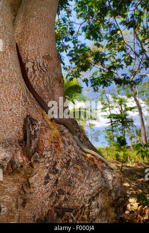 Tiny night snake (Ithycyphus miniatus) eating a chameleon, Nosy Komba ...