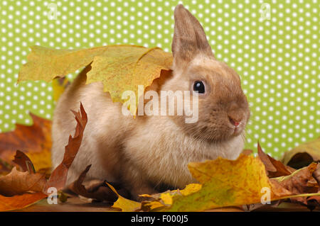 Netherland Dwarf (Oryctolagus cuniculus f. domestica), dwarf rabbit in autumn Stock Photo