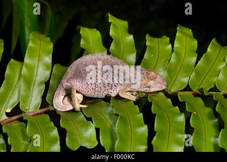 Panther chameleon (Furcifer pardalis, Chamaeleo pardalis), sleeping juvenile, Madagascar, Nosy Be, Lokobe Reserva Stock Photo