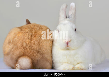 Netherland Dwarf (Oryctolagus cuniculus f. domestica), two rabbits cuddling with each other Stock Photo