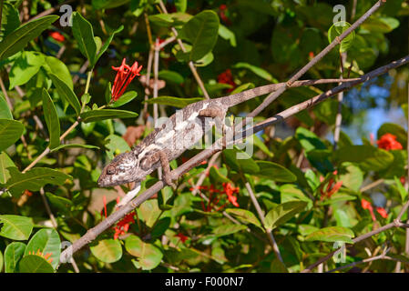 Panther chameleon (Furcifer pardalis, Chamaeleo pardalis), female on a branch, Madagascar, Ankifi Stock Photo