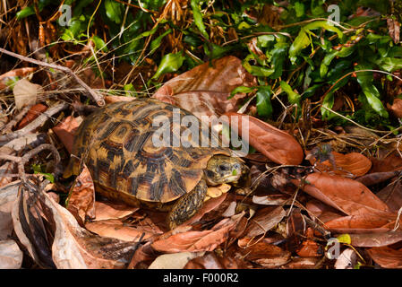 Bell's hingeback tortoise (Kinixys belliana), amongst fallen leaves on the ground, Madagascar, Nosy Faly, Isla Faly Stock Photo