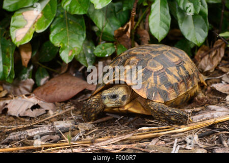 Bell's hingeback tortoise (Kinixys belliana), on the ground, Madagascar, Nosy Faly, Isla Faly Stock Photo