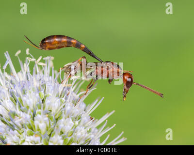 Apocritan wasp (Gasteruption hastator), female preening its antennae on Eryngo (Eryngium planum), Germany Stock Photo