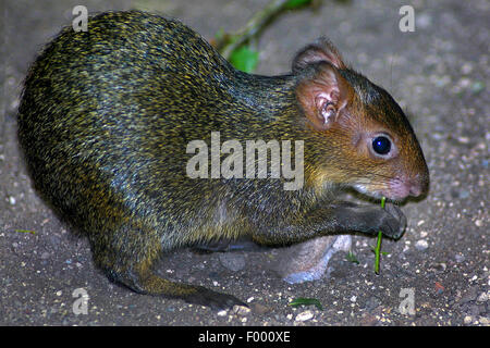 orange-rumped agouti, cutia, picure (Dasyprocta leporina), sits on the ground and feeds a stem Stock Photo