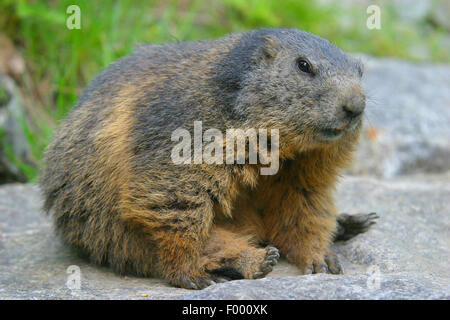 alpine marmot (Marmota marmota), sitting on a stone, Austria Stock Photo