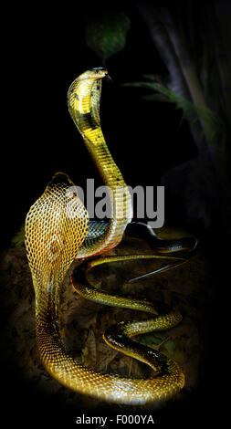 common cobra, Indian cobra (Naja naja), two cobras in threatening gesture Stock Photo
